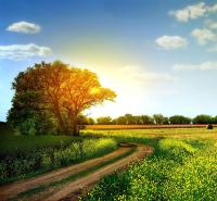 Одинокое дерево