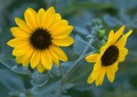 Желтые маргаритки