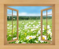 Ромашковое поле