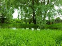 Зеленая трава и деревья