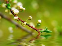 Ветка над водой