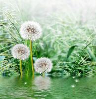 Одуванчики возле воды