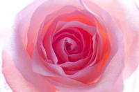 Нежно-розовый цветок