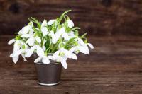 Подснежники в ведерке