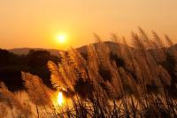 Колосья на фоне заката