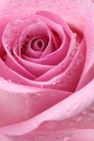 Роса на розовой розе