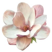 Нежный цветок