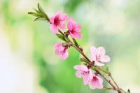 Цветущая ветка