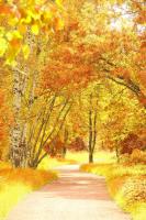 Дорога между деревьями