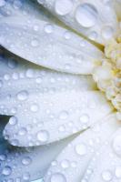 Капли на цветке