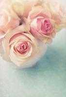 Нежные розы в вазе