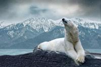 Белый медведь на фоне скал