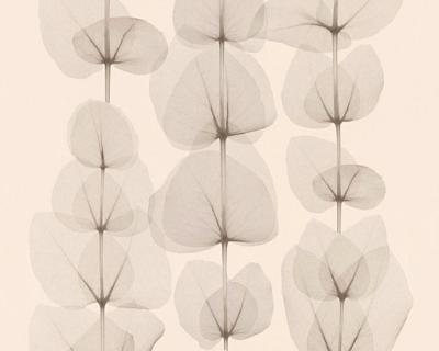 Фото A.S.Creation X-Ray 34245-1