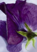 Komar 4-711 (Цветок фиолетовый)