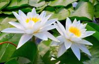 Белые кувшинки