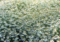 Поле из ромашек