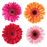 Разноцветные герберы