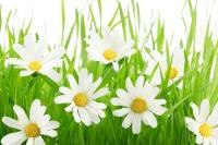 Ромашки в траве