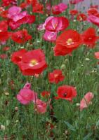 Красные полевые маки