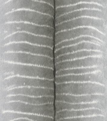 Фото Rasch African Queen 2 473513