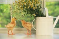 Цыплята на подоконнике