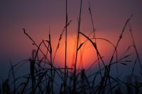Колоски на фоне заката: макросъемка