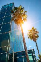 Пальмы возле высотки