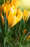 Желтые крокусы