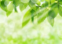 Сквозь лучи