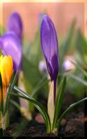 Крокусы