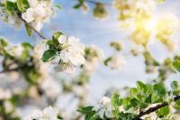 Цветущая яблоня