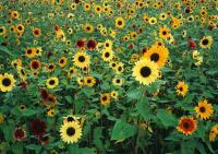 Полевые подсолнухи