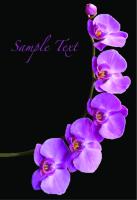 Ветка орхидеи на черном