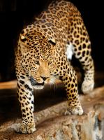 Леопард в заповеднике