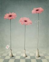 Герберы в вазах