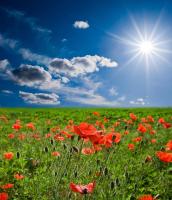 Маковое поле