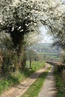 Цветущее дерево