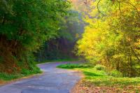 Деревья возле дороги