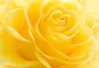 Красивая желтая роза