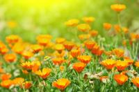 Оранжевые цветки