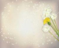 Белые и желтые одуванчики