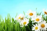 Цветы ромашки