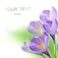 Сиреневые крокусы