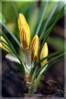 Желтые крокусы