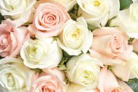 Капли росы на розах