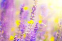 Сиреневый и желтый