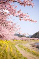 Цветущее дерево у дороги