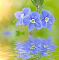 Соцветие над водой