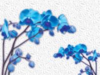 Орхидеи на белом фоне