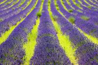 Полевые цветы